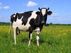 احداث جایگاه گاو شیری به روش فری استایل