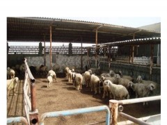 دامداري  گوسفند  مولد ۴۰۰ راسی