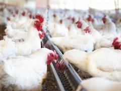 تنظیم بازار قیمت مرغ با کشاورزی قراردادی بین اتحادیه مرغداران و مرغداران