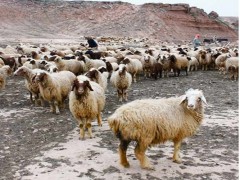 ضوابط  پرورش  گوسفند  و بز پر تولید