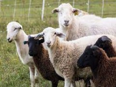 التهاب رحم در گوسفندان