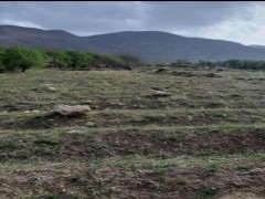 زمین  کشاورزی  ۱۰۰۰ متری دارای نهال بادام در روستای بالقلو