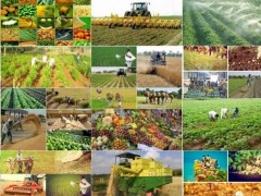 چشم انداز کشاورزی تا2030
