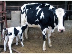 عوامل  اثر گذار در از شیر گیری  گوساله