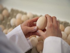 کنترل وزن تخم مرغ در گله های تخمگذار