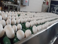 قیمت تخم مرغ در بازار زیر نرخ مصوب آمد