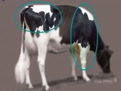 کاربرد نمره وضعیت بدن (BCS) در مدیریت گاوهای شیری