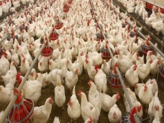 کمبود نقدینگی مرغداران/ 3 پیشنهاد برای تأمین مالی تولید‌کنندگان‌ مرغ‌