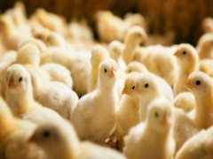 توزیع جوجه‌های یکروزه در روستاها برای جلوگیری از معدوم سازی/ افزایش ۵ برابری نرخ نهاده‌های اصلی مرغ
