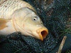 کنترل استخرهای پرورش و نگهداری ماهیان مولد گرمابی از نظر عوامل فیزیکو شیمیایی