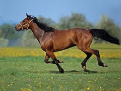 اسب نژاد هانگرین هاف برد (hungarian halfbred horse)