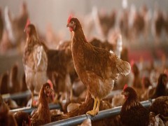 روش های کاهش مصرف انرژی و هزینه ها در مرغداری
