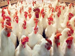 تصمیم استاندار در تعیین قیمت مرغ موجب دلگرمی مرغداران می شود