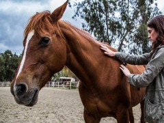 خصوصیات اخلاقی اسب ها