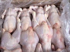 توزیع مرغ منجمد با نرخ مصوب دولتی