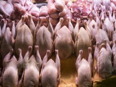 قیمت تمام شده تولید هر کیلوگرم مرغ بیش از ۵۰ هزار تومان است